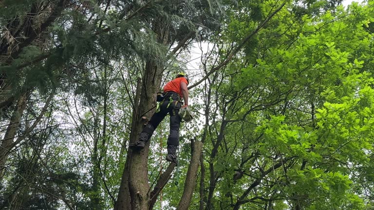 Trusted Mount Rainier, MD Tree Services Experts