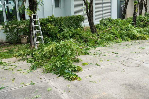 How Our Tree Care Process Works  in  Mount Rainier, MD